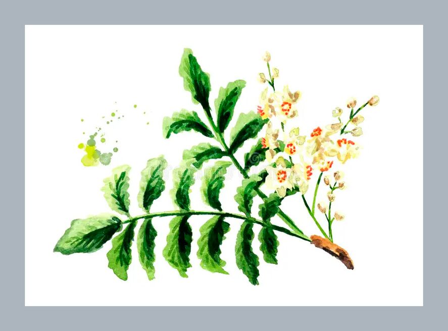 Boswellia disparaît