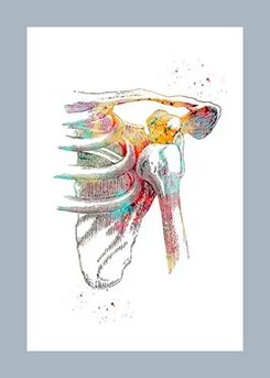 Microcirculation améliorée dans les tissus articulaires et musculaires