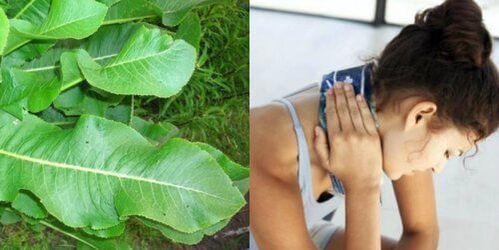 Les feuilles de raifort sont bonnes pour le traitement de l'ostéochondrose.